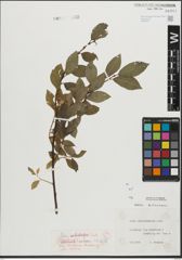 Foto von Salix mielichhoferi Saut.